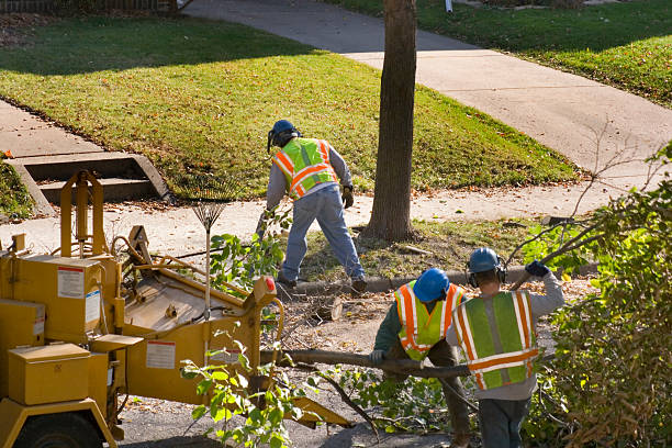 Professional Tree Services in Pelican Rapids, MN